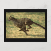 Carte Postale Cheetah Run (Devant)