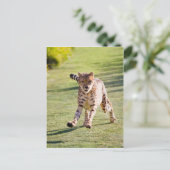 Carte Postale Cheetah Running (Debout devant)