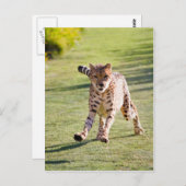 Carte Postale Cheetah Running (Devant / Derrière)