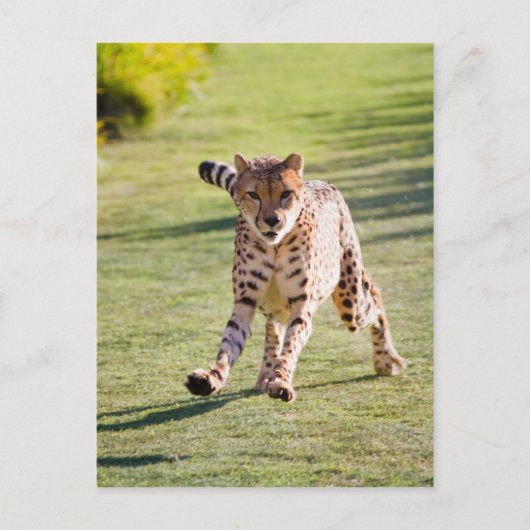 Carte Postale Cheetah Running (Devant)