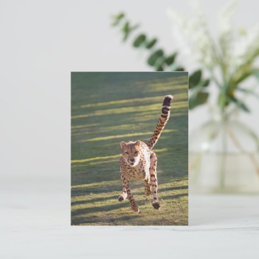 Carte Postale Cheetah Running (Debout devant)