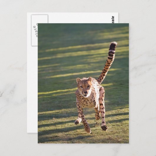 Carte Postale Cheetah Running (Devant / Derrière)