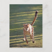 Carte Postale Cheetah Running (Devant)