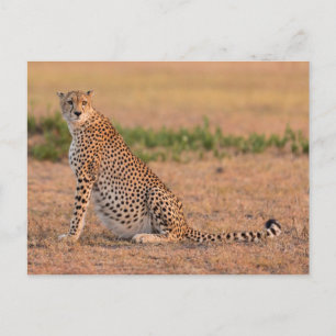 Carte Postale Cheetah se repose tôt le matin