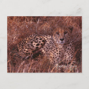 Carte Postale Cheetah Stare