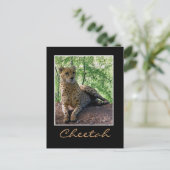Carte Postale Cheetah sur un rocher (Debout devant)