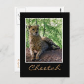 Carte Postale Cheetah sur un rocher (Devant / Derrière)