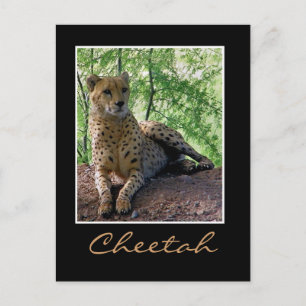 Carte Postale Cheetah sur un rocher