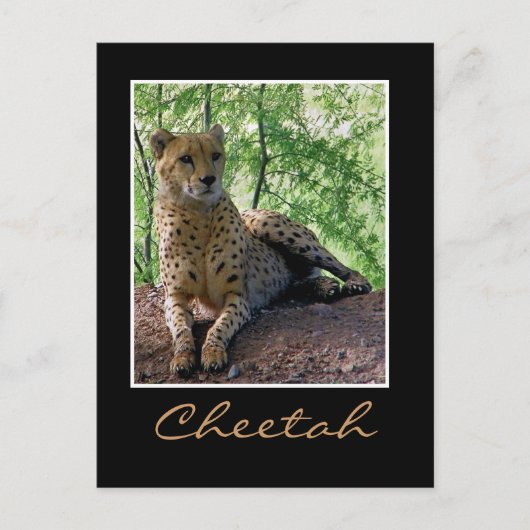 Carte Postale Cheetah sur un rocher (Devant)