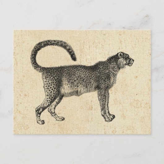 Carte Postale Cheetah vintage (Devant)