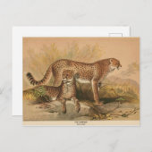 Carte postale Cheetah Vintage Zoological Sketch (Devant / Derrière)