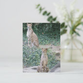 CARTE POSTALE CHEETAH - VOIR DOUBLE (Debout devant)