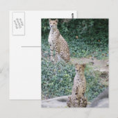 CARTE POSTALE CHEETAH - VOIR DOUBLE (Devant / Derrière)