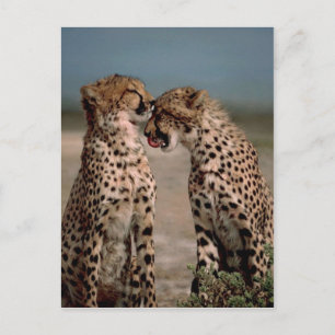 Carte Postale Cheetahs