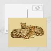 Carte Postale Cheetahs (Devant / Derrière)