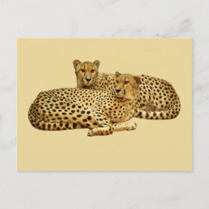 Carte Postale Cheetahs