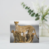 Carte Postale Cheetahs (Debout devant)