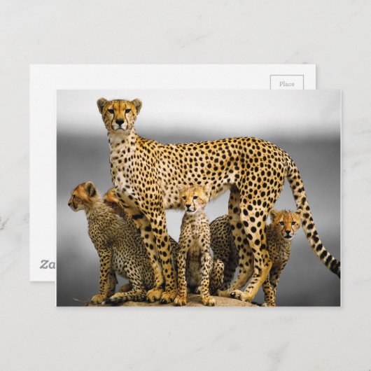 Carte Postale Cheetahs (Devant / Derrière)
