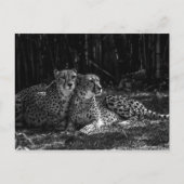 Carte postale Cheetahs (Devant)