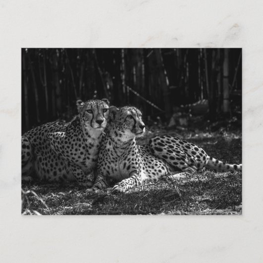 Carte postale Cheetahs (Devant)