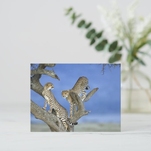 Carte Postale Cheetahs (Debout devant)