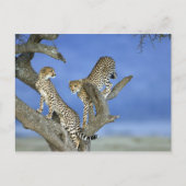 Carte Postale Cheetahs (Devant)