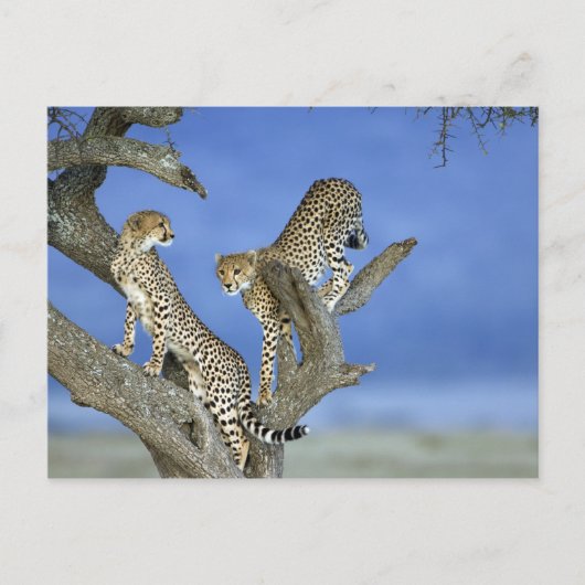 Carte Postale Cheetahs (Devant)