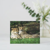 Carte Postale Cheetahs Lounge Grunge (Debout devant)