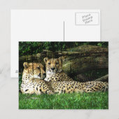 Carte Postale Cheetahs Lounge Grunge (Devant / Derrière)