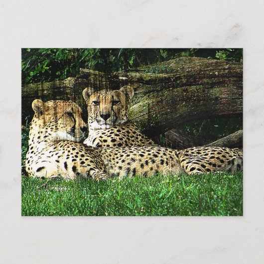 Carte Postale Cheetahs Lounge Grunge (Devant)