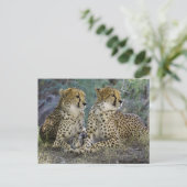 Carte Postale Cheetas (Debout devant)
