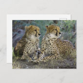 Carte Postale Cheetas (Devant / Derrière)