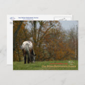 Carte Postale Chef - Appaloosa en mouvement Prancer (Devant / Derrière)