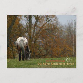 Carte Postale Chef - Appaloosa en mouvement Prancer