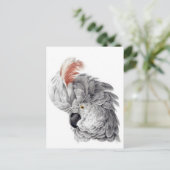 Carte Postale Chef Cockatoo - Aert Schouman (Debout devant)