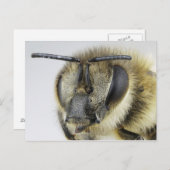 Carte Postale Chef d'abeille (Devant / Derrière)