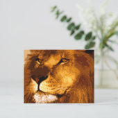 Carte Postale Chef du lion africain (Debout devant)