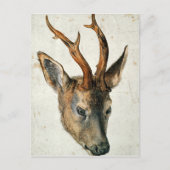 Carte Postale Chef d'un Cerf de Roe (Devant)