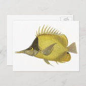 Carte Postale Chelmon Tropical Jaune Longirostris, Poisson Vinta (Devant / Derrière)