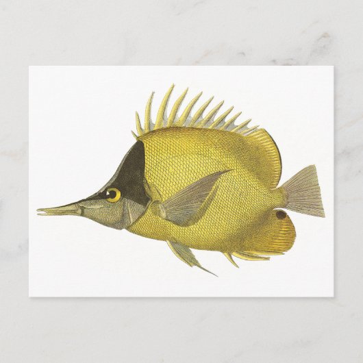 Carte Postale Chelmon Tropical Jaune Longirostris, Poisson Vinta (Devant)