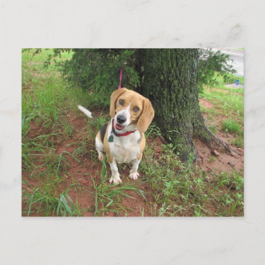 Carte Postale Chelsea (Devant)