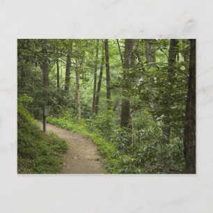 Carte Postale Chemin à travers les bois