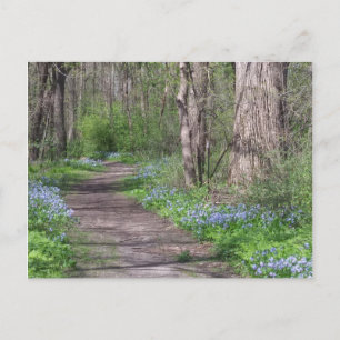 Carte Postale Chemin Bluebell