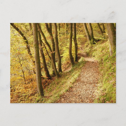 Carte Postale Chemin boisé automnal (Devant)