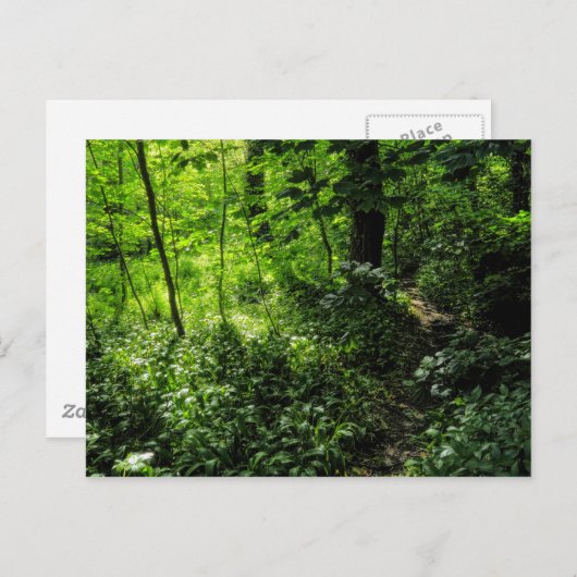 Carte Postale Chemin dans la forêt (Devant / Derrière)