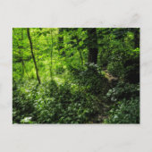 Carte Postale Chemin dans la forêt (Devant)
