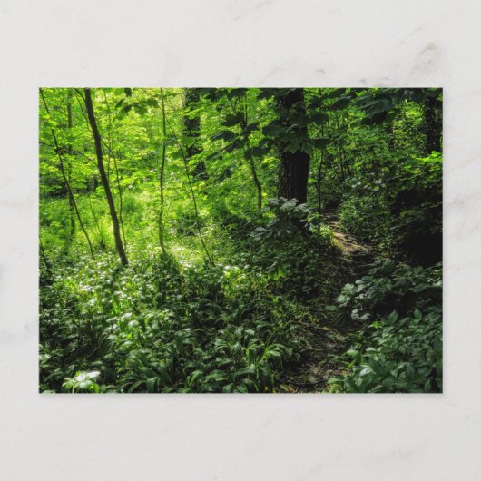 Carte Postale Chemin dans la forêt (Devant)