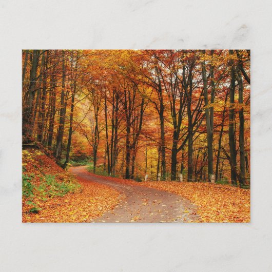 Carte Postale Chemin d'automne coloré (Devant)