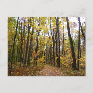 Carte Postale Chemin d'automne et Feuilles d'or au parc Laurel H