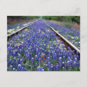 Carte Postale Chemin de fer Bluebonnet